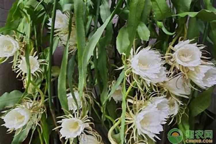 昙花好养活吗 ？昙花怎样养才能花开旺盛