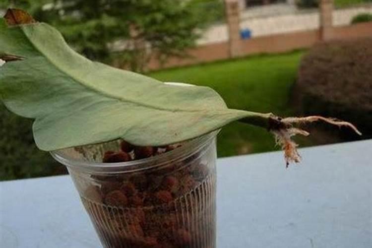 昙花花期养护方法