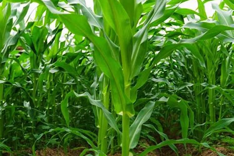 玉米最后一次施肥用什么肥好 能用尿素吗