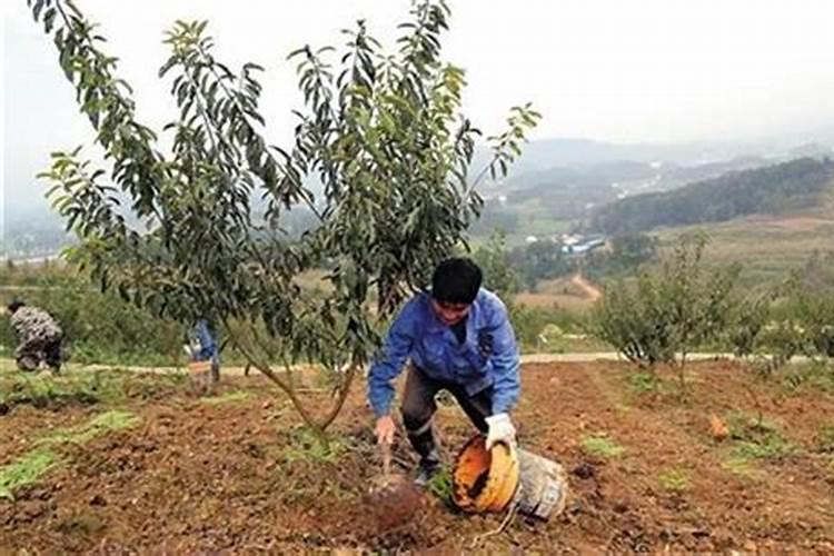 李子树施什么肥好