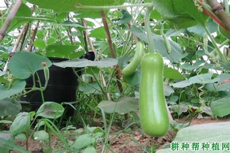 六月种什么蔬菜不怕热