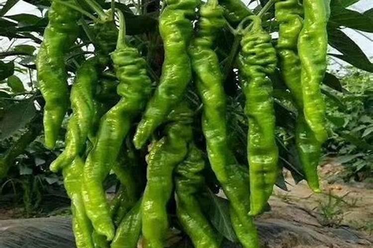 种植辣椒的专用肥料。要高产。用什么配比什么类的好