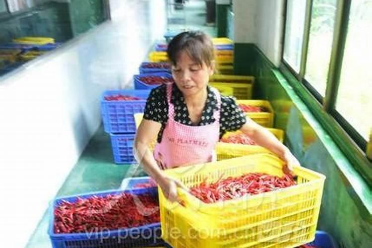 加大宝水溶肥辣椒专用是真的吗