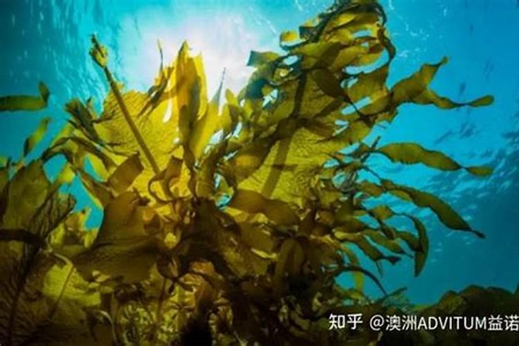 海藻肥都十年了,你还在被忽悠吗？一篇文章让你了解透