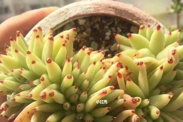 多肉小苗怎么养护根系更发达