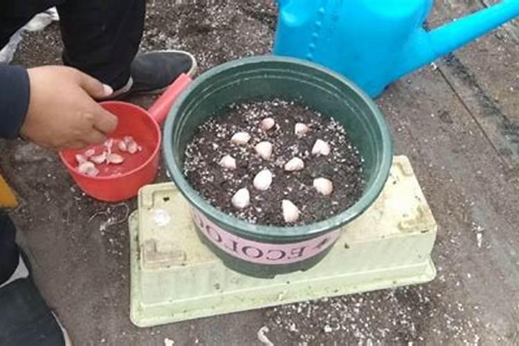 氮肥养花一克用多少水兑