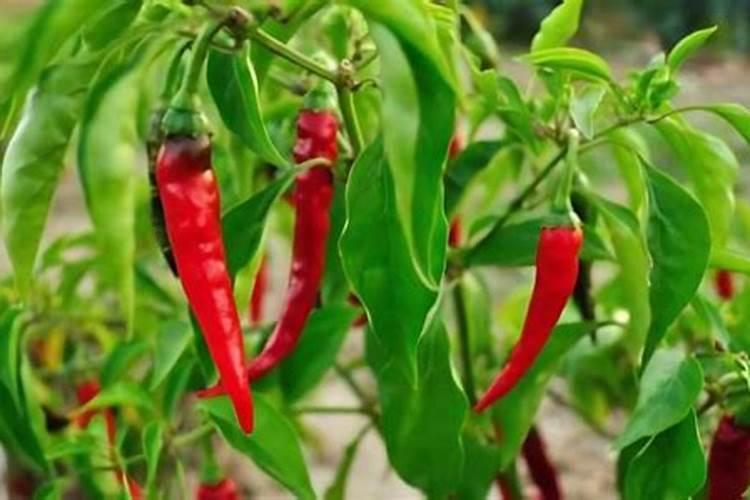 辣椒育苗土为什么要加大氮、磷肥的用量？