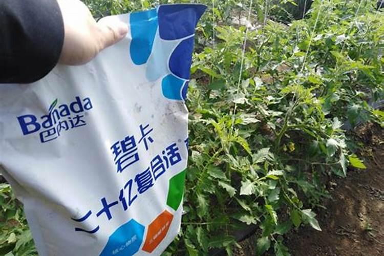 西红柿用什么肥料结果大