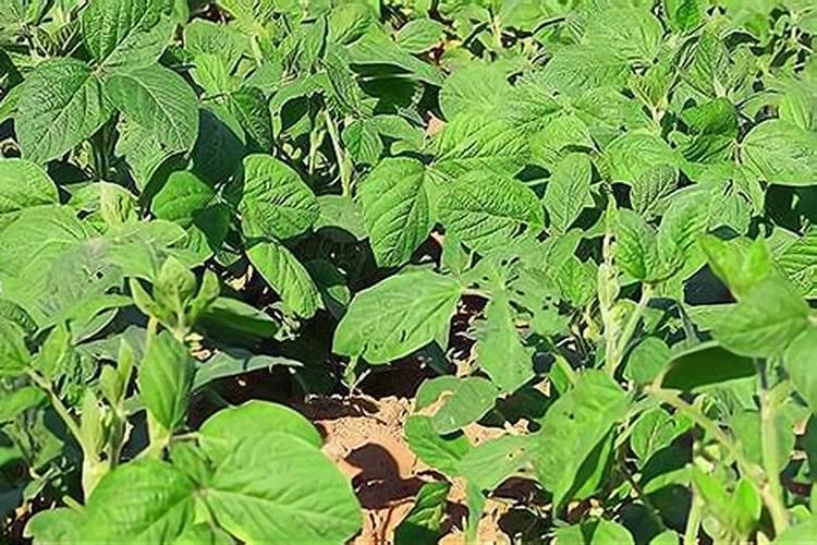 毛豆的施肥方法