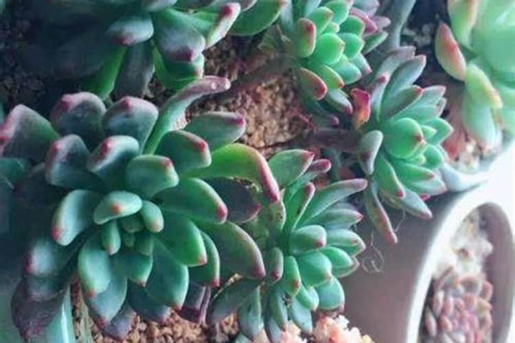 尿素化水浇肥方法