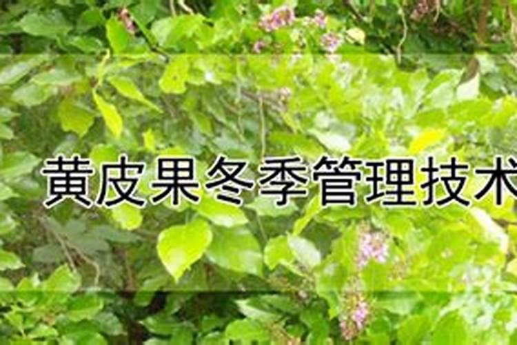 黄皮果的生长习性