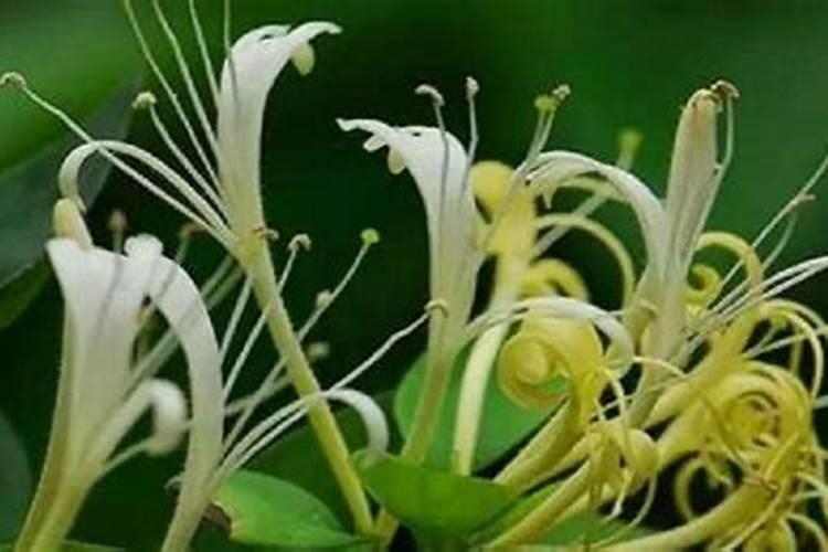 金银花可以上2次肥料吗
