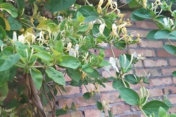 金银花开花期能施肥吗