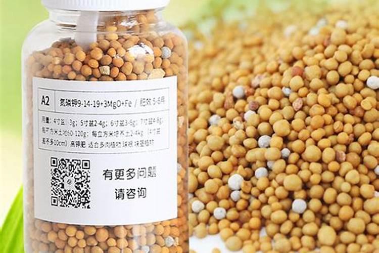 长寿花怎么养成粗长的主杆？