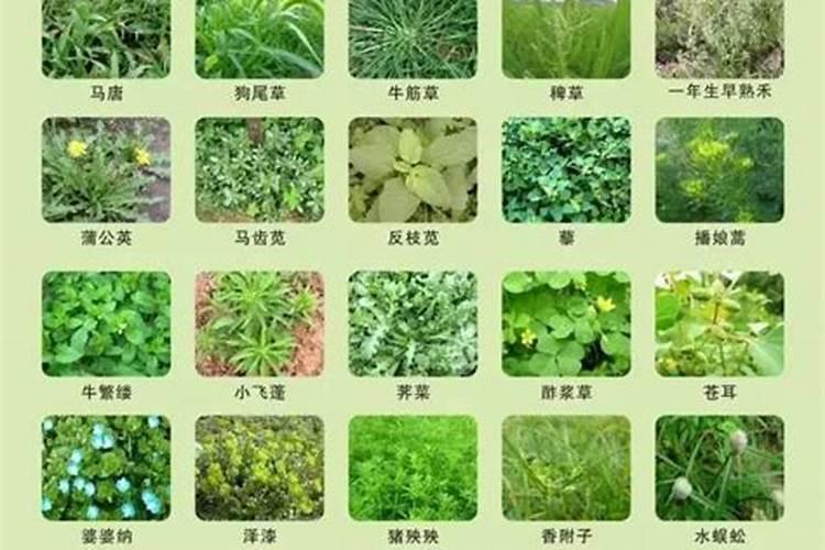 剪股颖草坪冬季管理