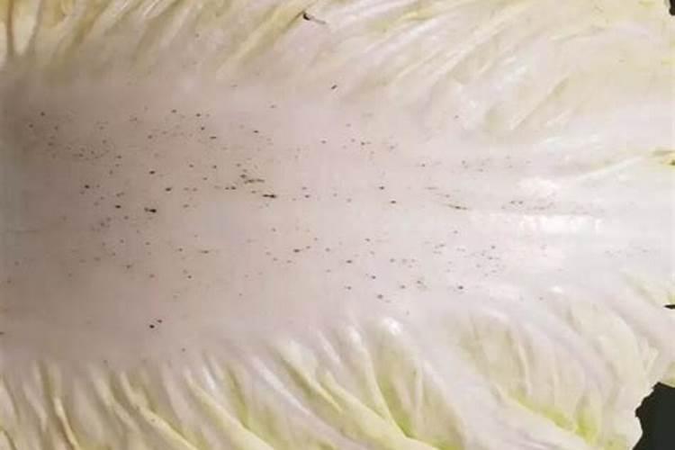 种大白菜用啥肥最好