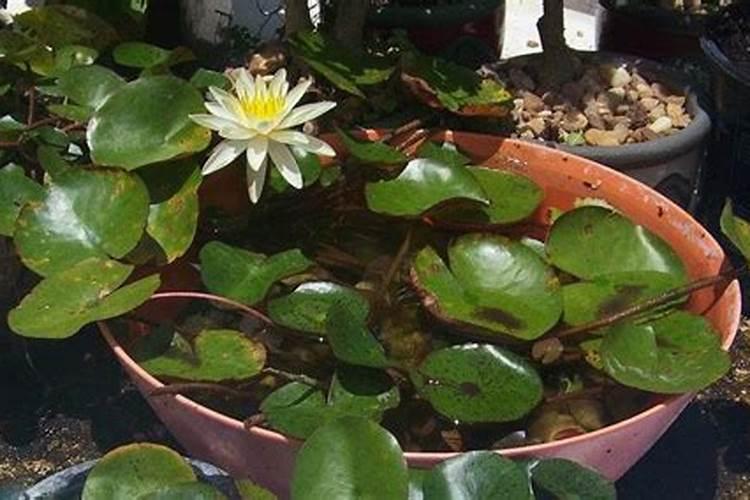 睡莲怎么养 水培 插花