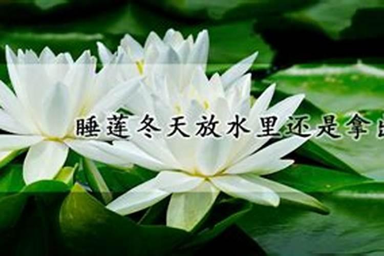 如何去给这个睡莲催花呢
