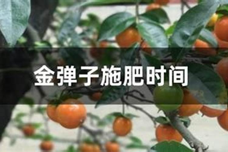 金弹子秋季施什么肥