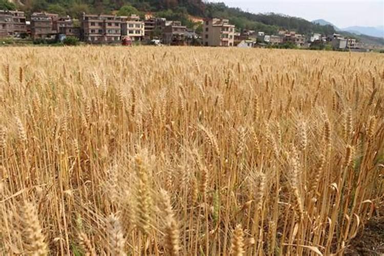 小麦增产肥料哪种好？河南小麦追施肥使用哪个牌子的叶面肥好百度...