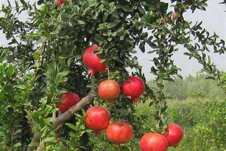 石榴栽种时如何施肥？适合用哪些肥料？