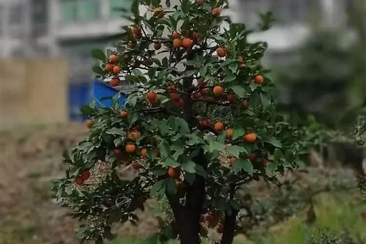 金弹子 施肥