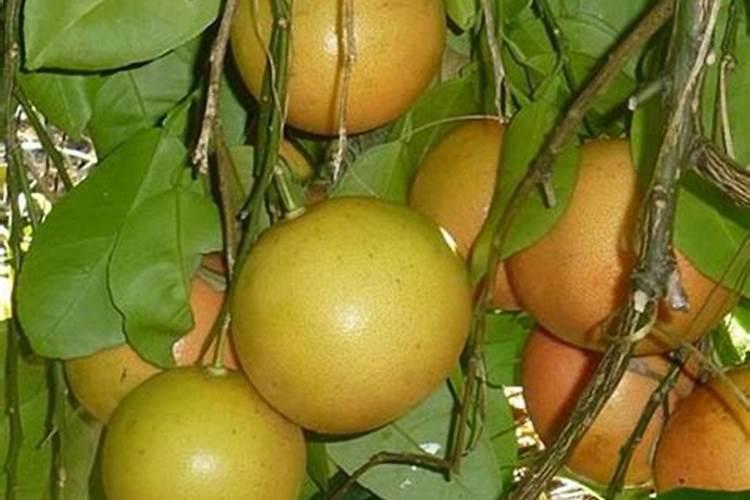 河南晋开化肥47%小麦专用肥批发价格