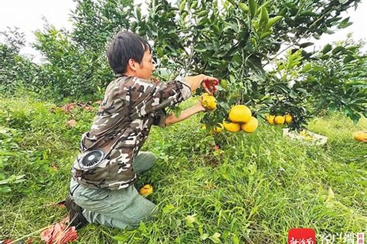 脐橙有哪些专用肥 如何进行施肥