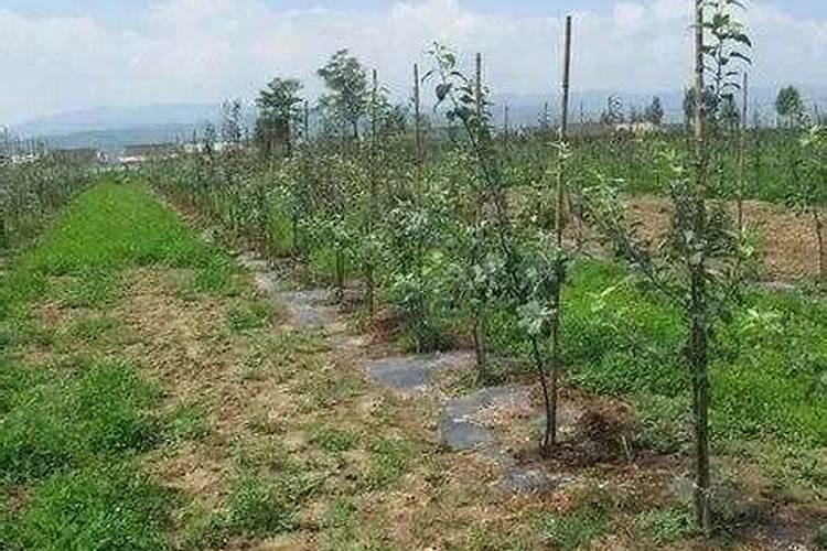 果园除草用什么除草剂不伤根