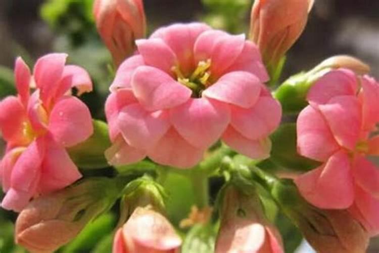大棚芸豆苗期喷什么叶面肥什么药