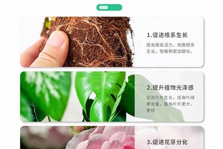 花卉用什么肥料