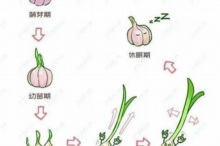 大蒜已抽苔打芸苔素能打吗？