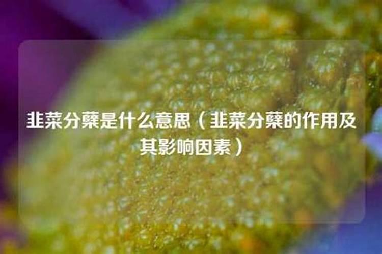 韮莱如何施肥
