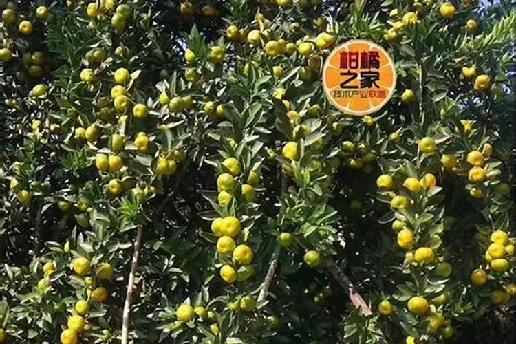 沃柑施什么肥最甜