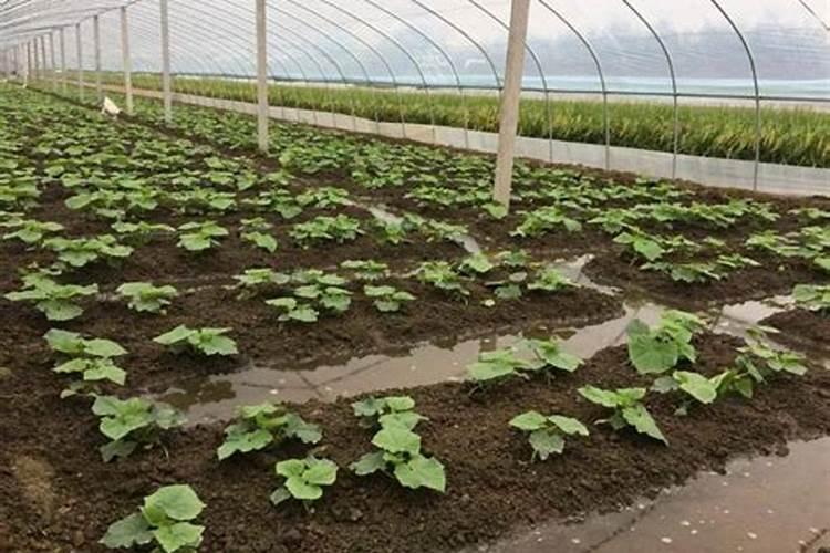 蔬菜定植前施肥时,有哪些误区需要避开？