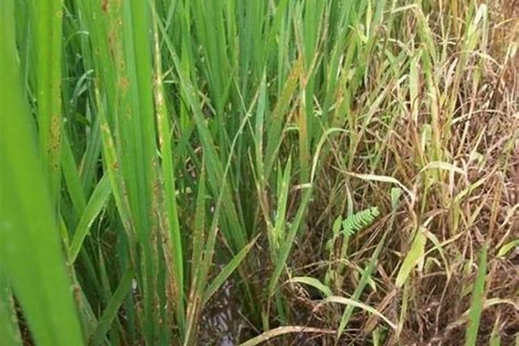 芸苔素可不可以打水稻