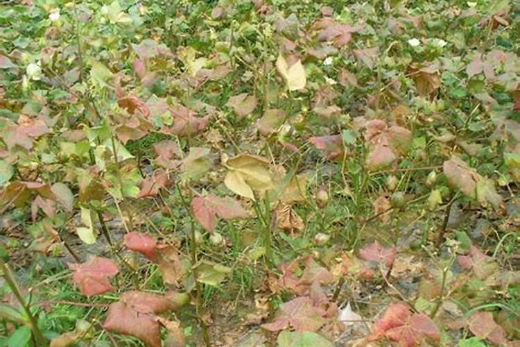 防风种植注意事项
