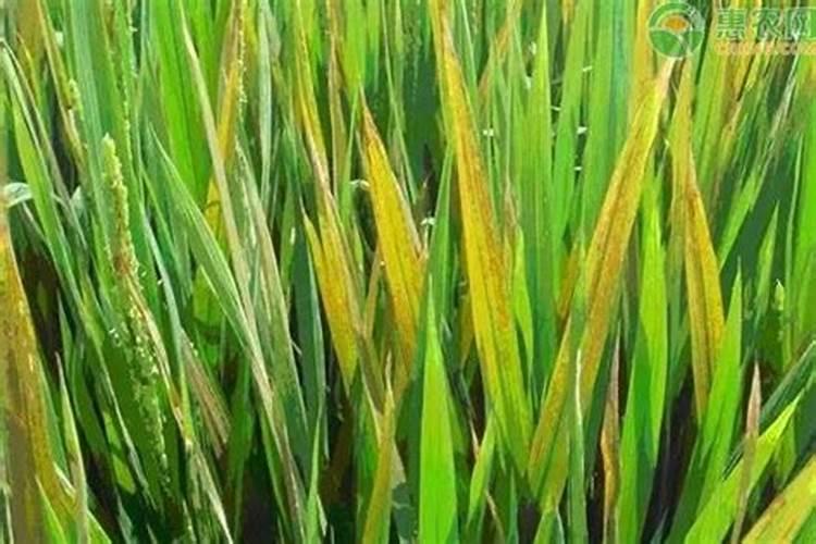 花木养护过程中的救治方法