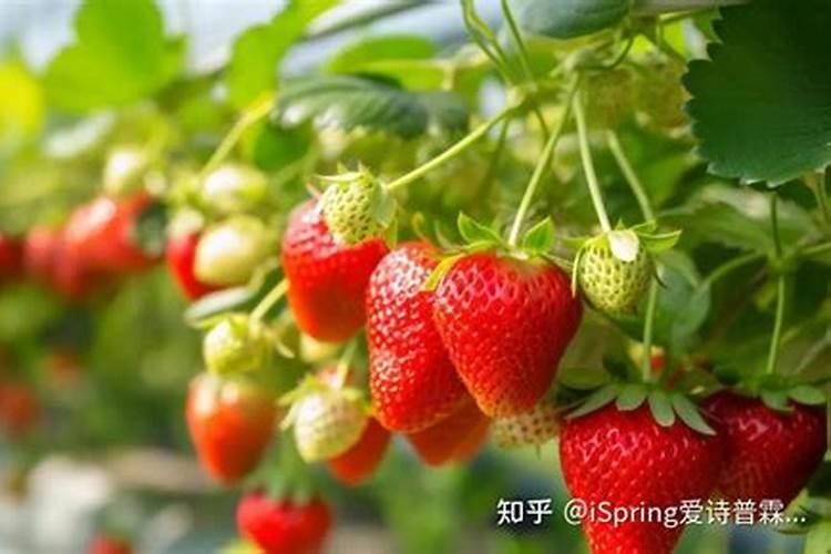 种草莓施什么肥才甜