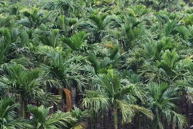 固氮植物使土壤氮含量变化