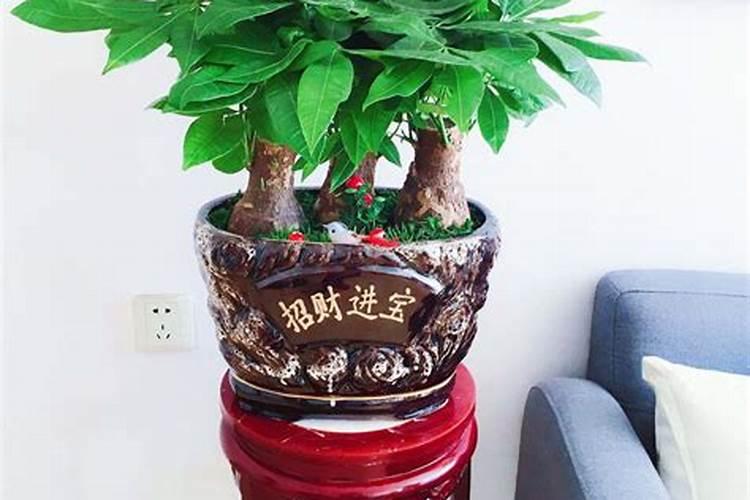 家里种树什么主人健康好