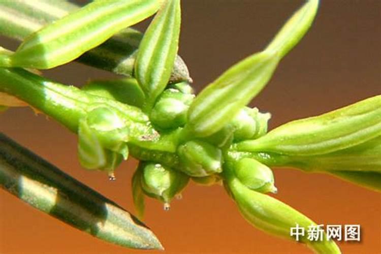 保花保果是什么意思？