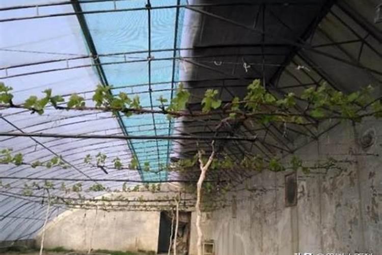 温室大棚葡萄扣棚前最佳施肥时间是什么时候？具体使用什么肥料？