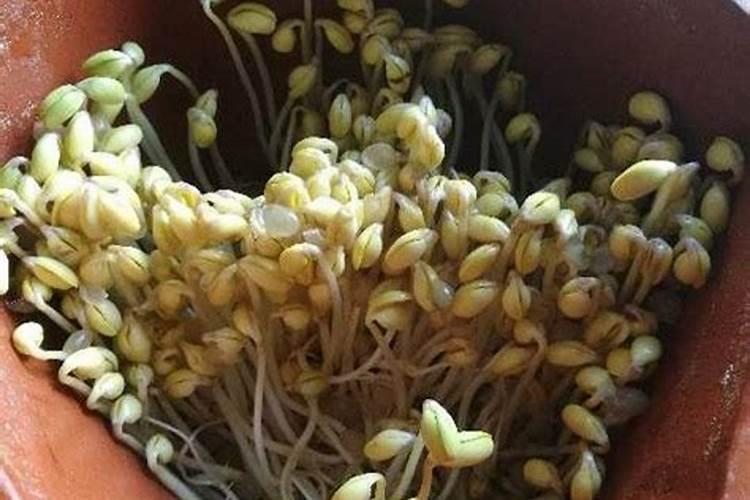黄豆泡水是什么肥多久可以浇花