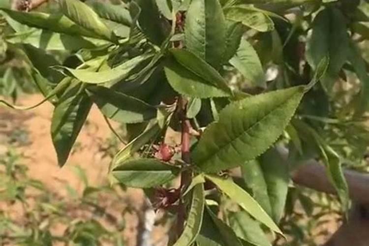 桃树的最佳施肥时间主要有这三个时间段