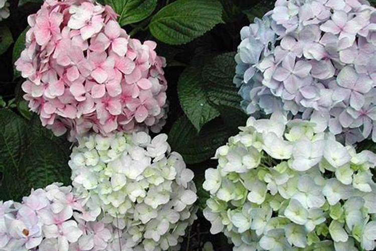 绣球花怎么施肥