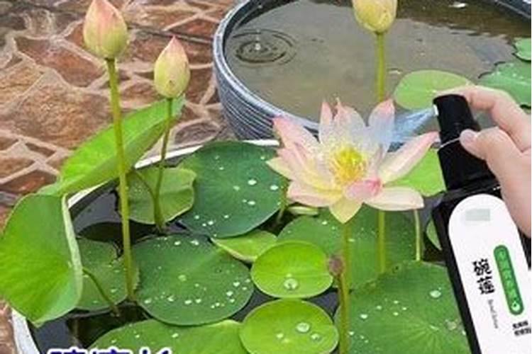 碗莲水溶肥的使用方法