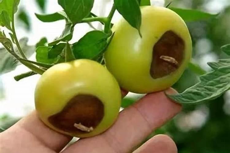 农作物会缺钙吗？如何给农作物补钙？