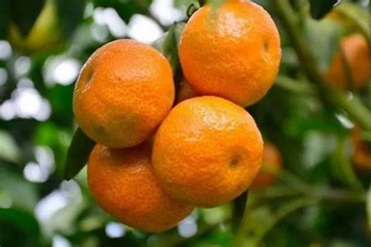 花生果荚腐烂是什么原因造成的？怎么防治？
