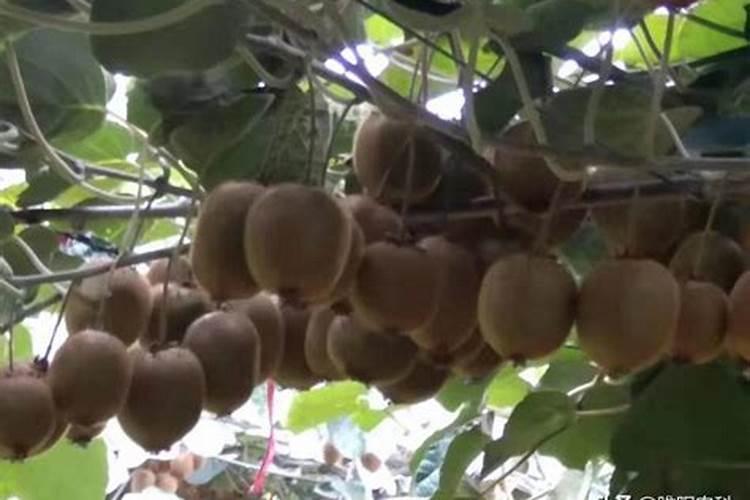 十大夏季营养果蔬汁配方 10种夏天必喝的果蔬汁盘点
